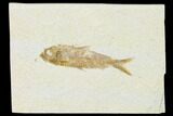 Detailed Fossil Fish (Knightia) - Wyoming #155471-1